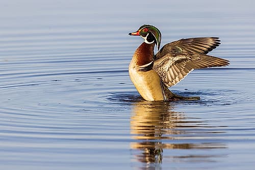 Wood Duck male in wetland flapping wings-Marion County-Illinois Art Print